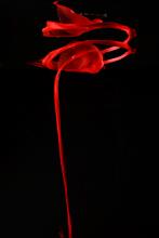 "The Ribbon Rose". Beauty in Blood
