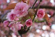 Pink cherry blossom in Hope Park Square, Edinburgh