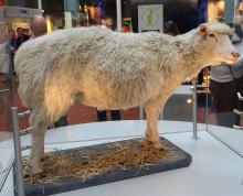 Dolly the sheep