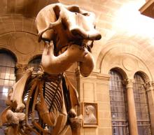 Elephant skeleton