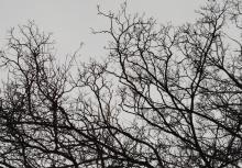 Tree branches