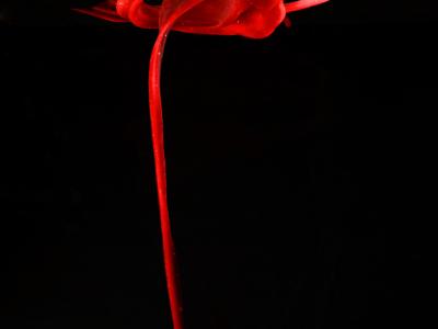 "The Ribbon Rose". Beauty in Blood: https://wellcomecollection.org/works/dhxtqjzt. Attribution 4.0 International (CC BY 4.0). "The Ribbon Rose". Beauty in Blood