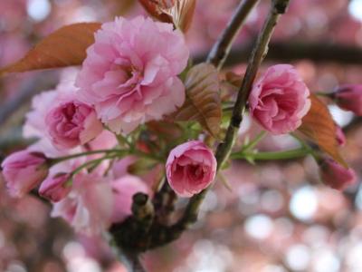 Pink cherry blossom in Hope Park Square, Edinburgh
