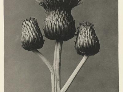 Image of a thistle, in black and white