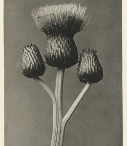 Image of a thistle, in black and white